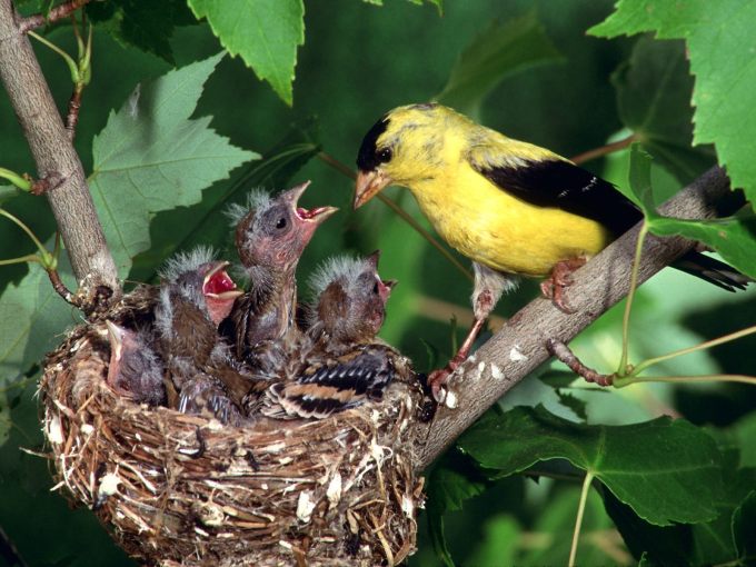 Птицы: Голодные птенцы хотят есть. Родитель их кормит - обои для рабочего стола
