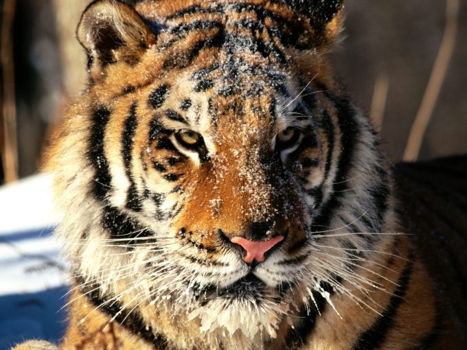 Животные: Очень красивый тигр после игры в снежки - обои для рабочего стола