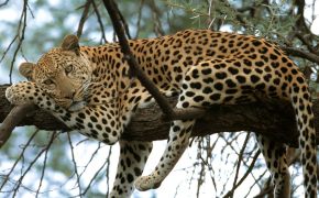 Отдыхающий леопард