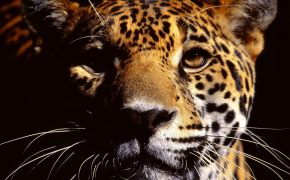 Леопард, Величие, спокойствие, сила, уверенность. 