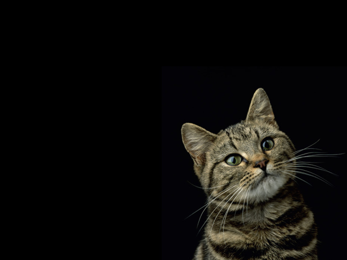 Шотландские котята фото, 1024x768