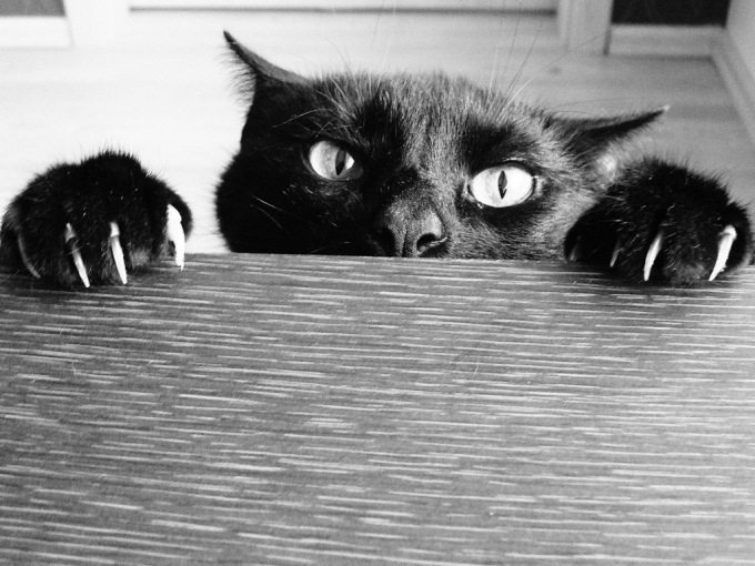 Черные котята фото, 1024x768