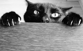 черные котята фото, черные котята фото