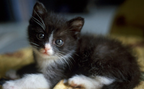 черно белые котята фото, черно белые котята фото