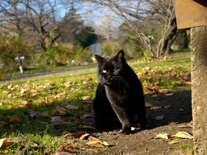 Фото черных вислоухих котят, 1024x768