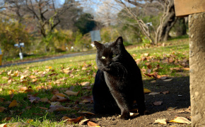 фото черных вислоухих котят, фото черных вислоухих котят