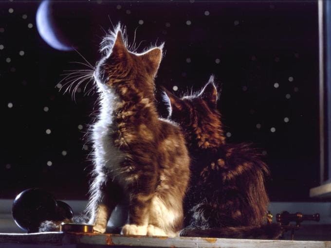Британские мраморные котята фото, 1024x768