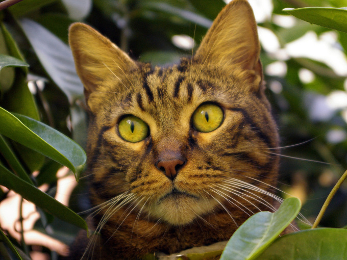 Ангорские котята фото, 1024x768