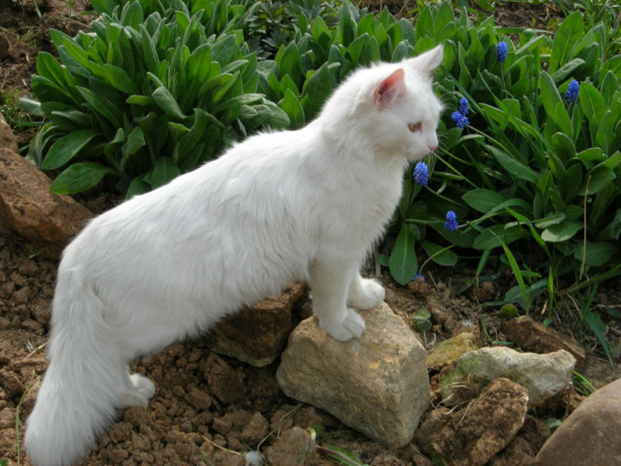 Белые британские котята фото, 1024x768