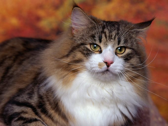 Турецкие котята фото, 1600x1200