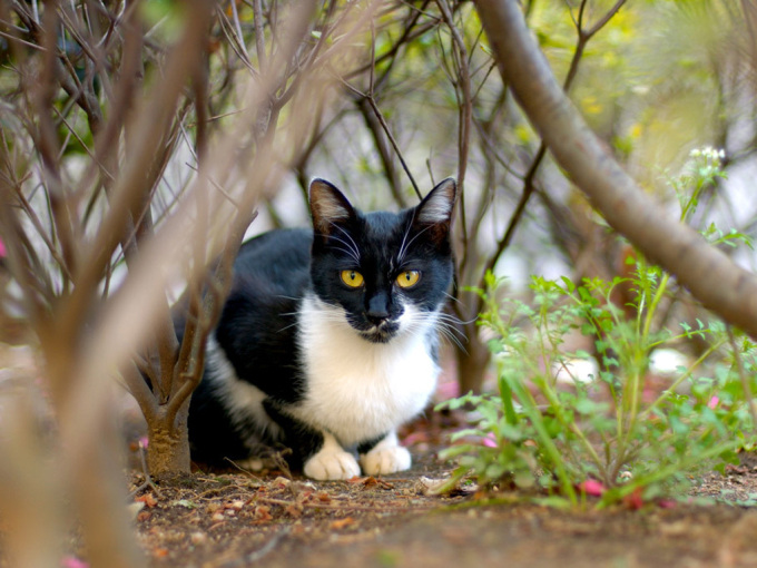 Котята сибирской породы фото, 1024x768