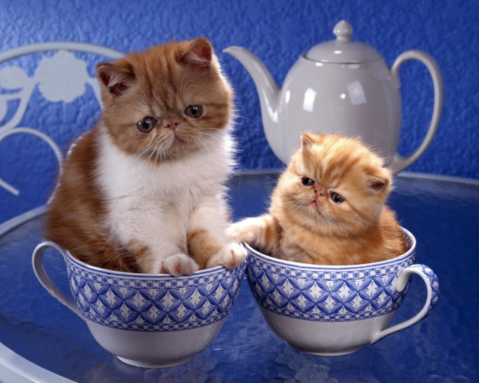 Фото кошек и котят смешных с надписями, 1280x1024