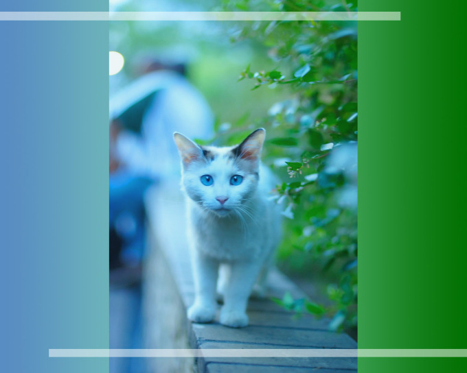 Фото шотландских котят голубого окраса, 1280x1024