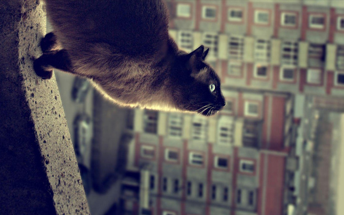 Британские котята фото вислоухие серые, 1440x900