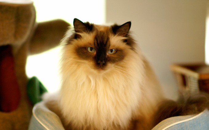 Мрамор на серебре котята фото, 1440x900