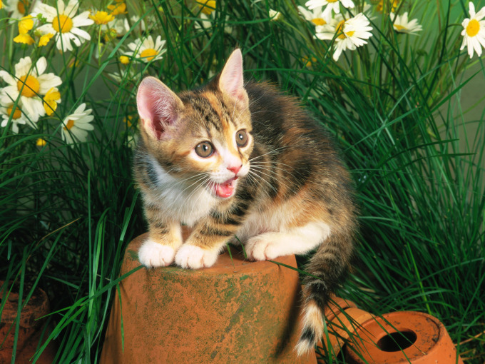 Британские котята лилового окраса фото, 1600x1200