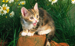 британские котята лилового окраса фото, британские котята лилового окраса фото