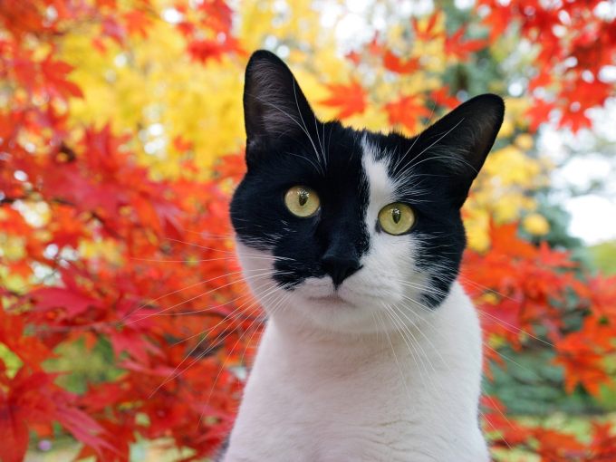 Котята сибирской кошки фото, 1600x1200