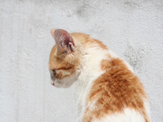 Фото британских котят смотреть, 1600x1200