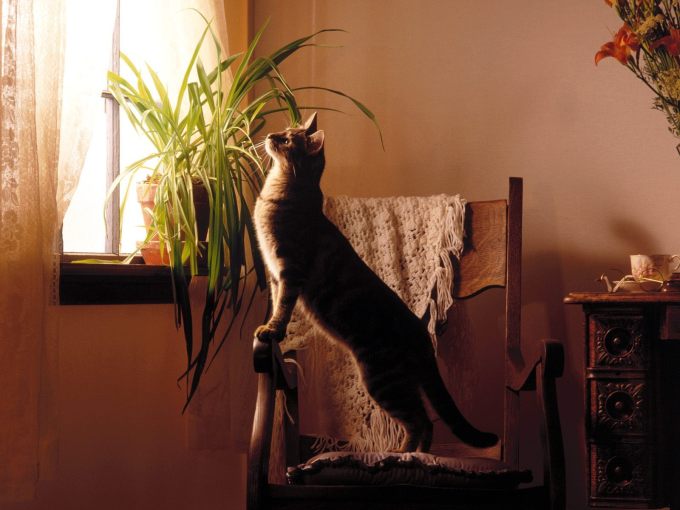 Шотландские котята мраморного окраса фото, 1600x1200