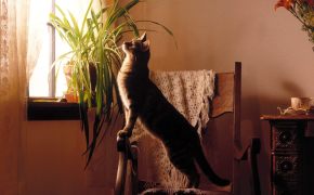 шотландские котята мраморного окраса фото, шотландские котята мраморного окраса фото