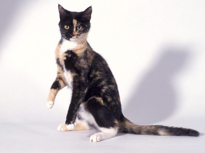 Пятнистые котята фото, 1600x1200