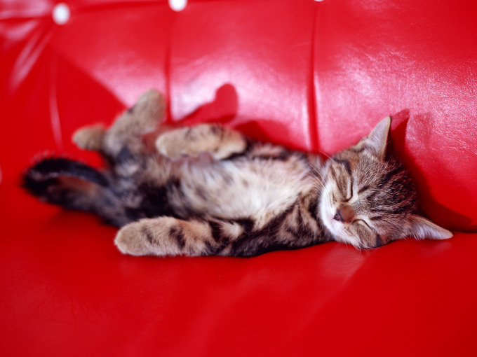 Британские котята табби фото, 1600x1200