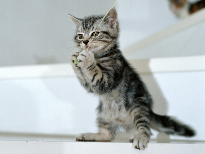 Лиловый британец котенок фото, 1600x1200