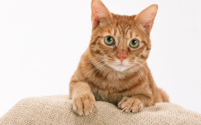 фото рыжих котят пушистых, фото рыжих котят пушистых