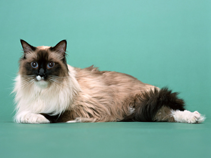 Фото британских котят окрас вискас, 1600x1200