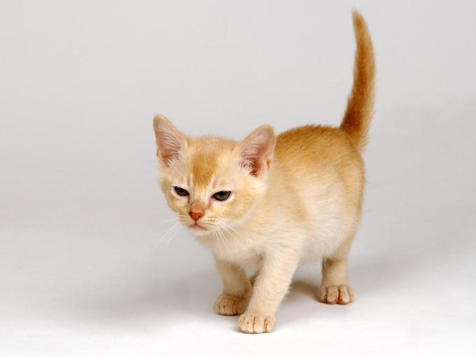 Котята персикового цвета фото, 1600x1200