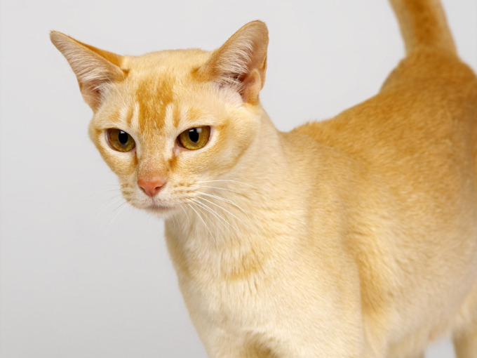 Британские котята мраморного окраса фото, 1600x1200