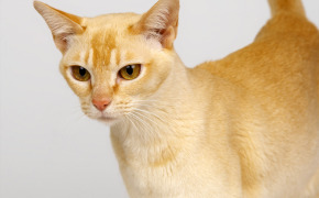 британские котята мраморного окраса фото, британские котята мраморного окраса фото