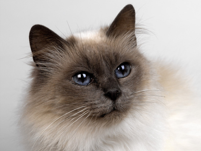 Фото рыжих котят с рыжими глазами, 1600x1200