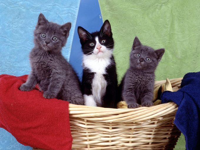 3 месячные котята фото, 1600x1200