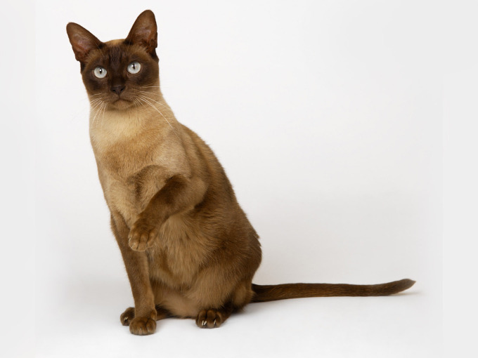 Котята породы британец фото, 1600x1200