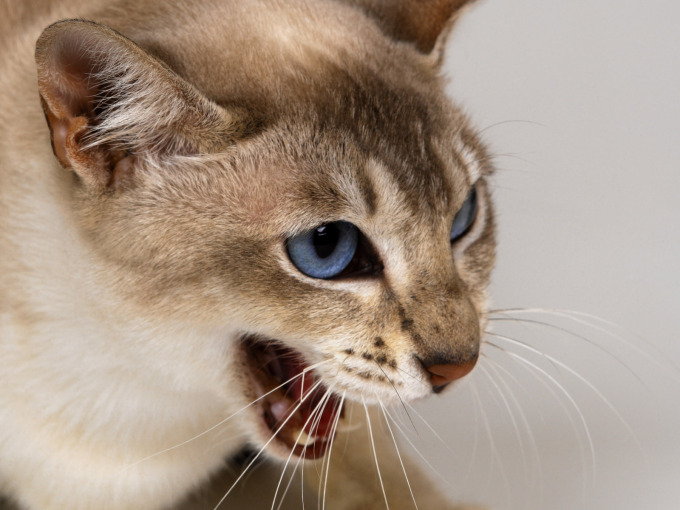Лена ленина котенок фото, 1600x1200