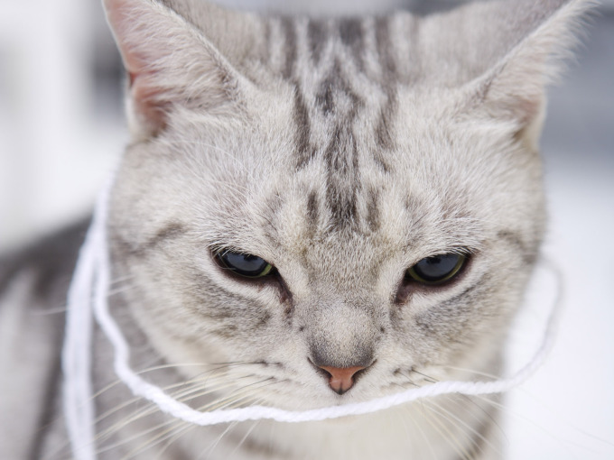 Вислоухие плюшевые котята фото, 1600x1200