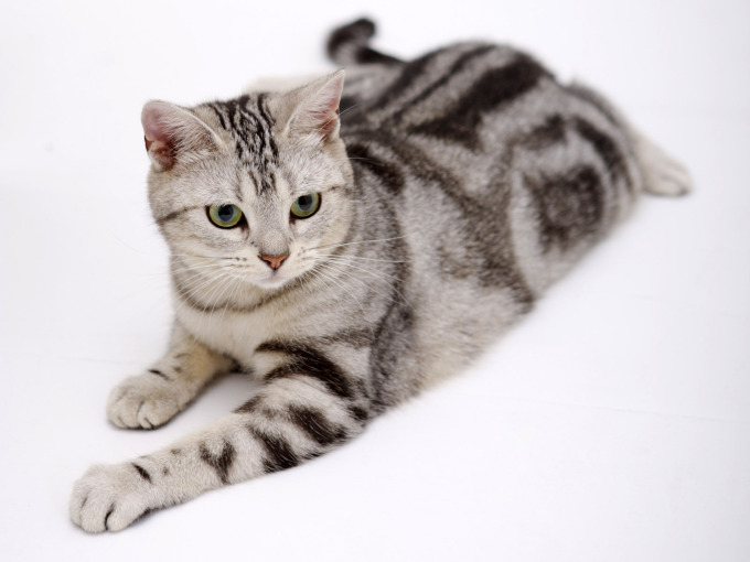 Котенок с бантиком фото, 1600x1200