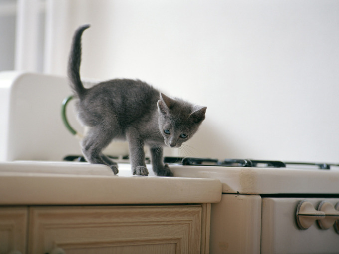 Фото шотландского котенка серого, 1600x1200