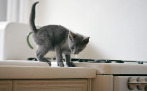 фото шотландского котенка серого, фото шотландского котенка серого