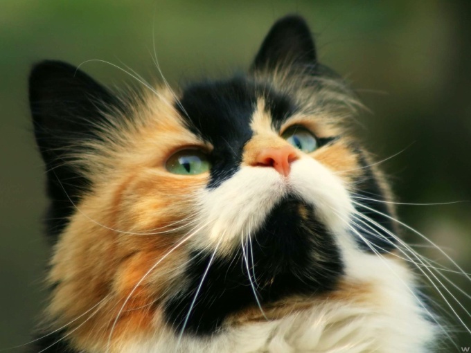 Котята норвежской лесной кошки фото, 1600x1200