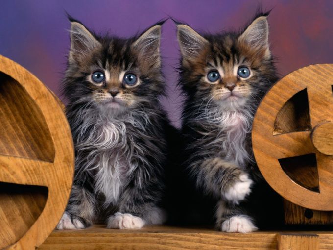 Маленькие котята британцы фото, 1600x1200