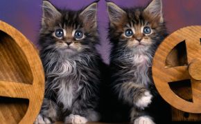 маленькие котята британцы фото, маленькие котята британцы фото