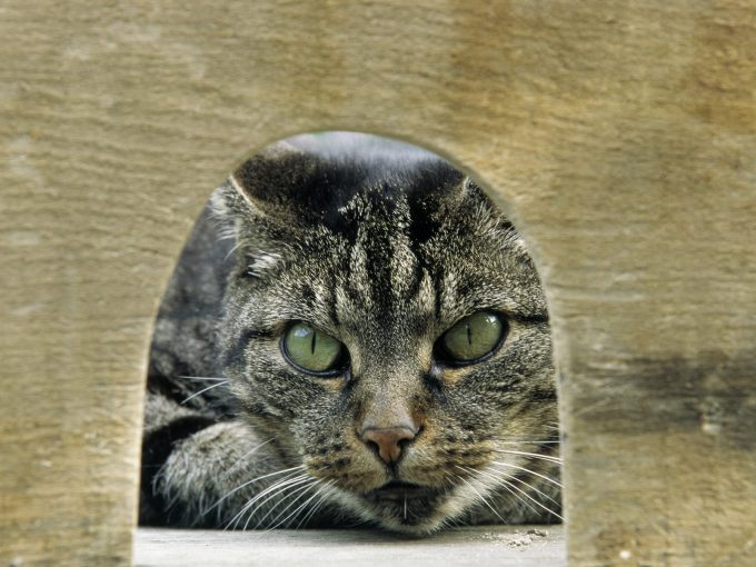 Котята мейнкуна фото, 1600x1200