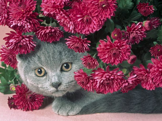 Роял канин для котят фото, 1600x1200