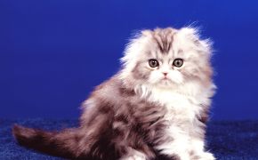как определить пол котенка 1.5 месяца фото, как определить пол котенка 1.5 месяца фото