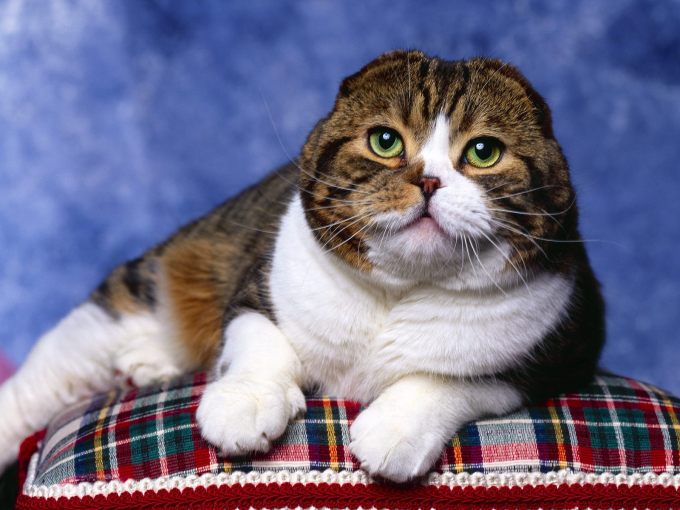 Дымчатые британские котята фото, 1600x1200