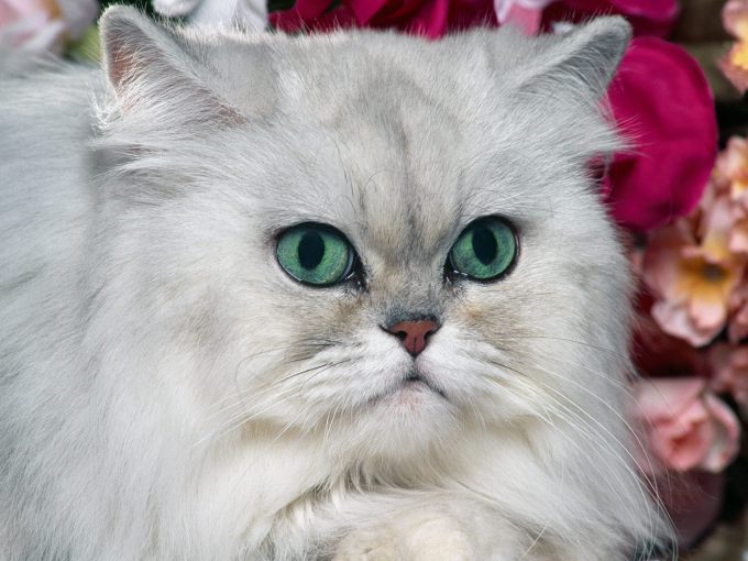 Фото котят голубой мрамор, 1600x1200