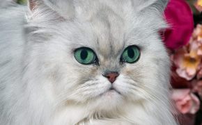 фото котят голубой мрамор, фото котят голубой мрамор